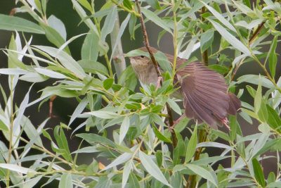 River Warbler - Krekelzanger