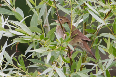 River Warbler - Krekelzanger