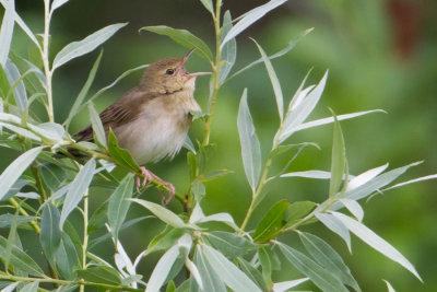 River Warbler - Krekelzanger