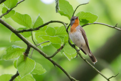 Red-breasted Flycatcher - Kleine vliegenvanger