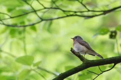 Red-breasted Flycatcher - Kleine vliegenvanger