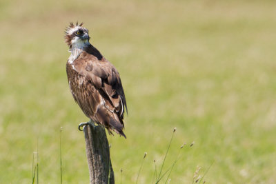 Osprey - Visarend