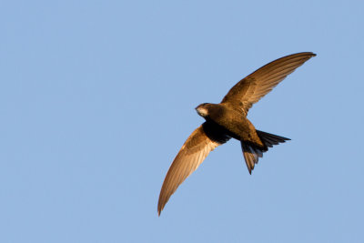 Common Swift - Gierzwaluw