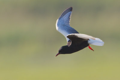White-winged Tern - Witvleugelstern