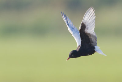 White-winged Tern - Witvleugelstern