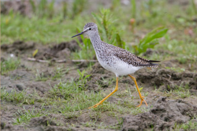 Lesser Yellowlegs - Kleine Geelpootruiter