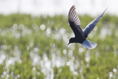 White-winged Tern - Witvleugelstern