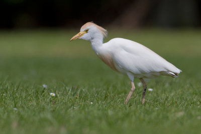 Cattle Egret - Koereiger