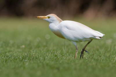 Cattle Egret - Koereiger