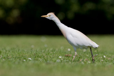 Cattle Egret - Koereiger