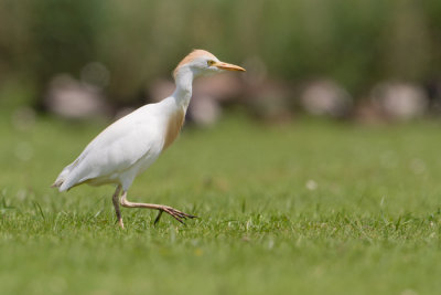 Cattle Egret - Koereiger