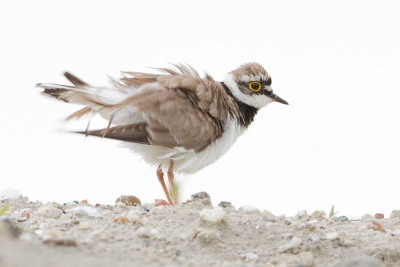 Little Ringed Plover - Kleine plevier