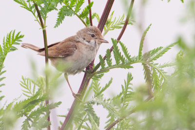 Common Whitetroat - Grasmus