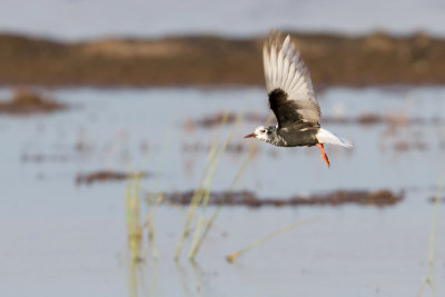 White-winged Tern - Witvleugelstern