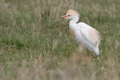 Cattle Egret - Koereiger