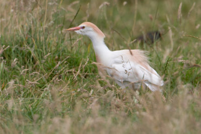 Cattle Egret - Koereiger