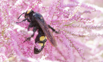 Dolkwesp - Megascolia maculata flavifrons