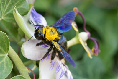 Blauwzwarte Houtbij