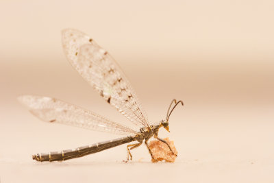 Mierenleeuw spec.