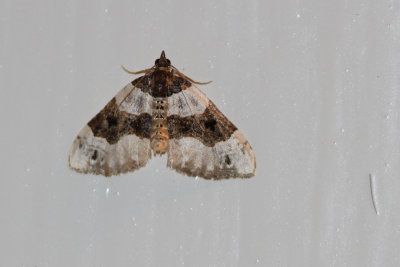 Nachtvlinderen Ermelo Zomer 2014