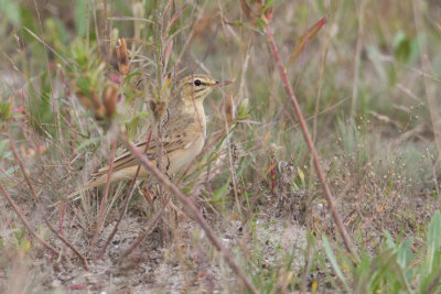 Tawny Pipit - Duinpieper