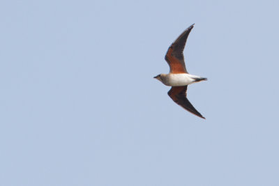 Oriental Pratincole - Oosterse Vorkstaartplevier