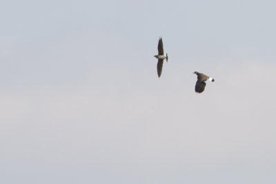 Oriental Pratincole - Oosterse Vorkstaartplevier