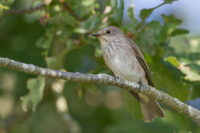 Spotted Flycatcher - Grauwe Vliegenvanger