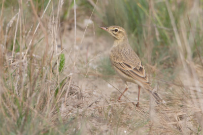 Tawny Pipit - Duinpieper
