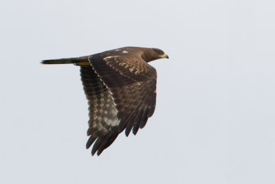 European Honey Buzzard - Wespendief
