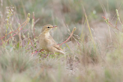 Tawny Pipit - Duinpieper