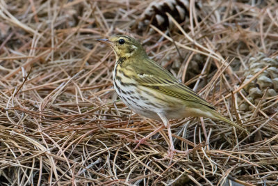Olive-backed Pipit - Siberische Boompieper