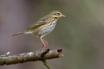 Olive-backed Pipit - Siberische Boompieper
