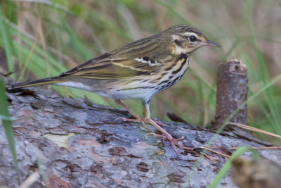 Olive-backed Pipit - Siberische Boompieper