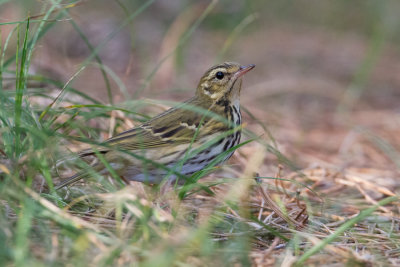 Olive-backed Pipit - Siberische Boompieper