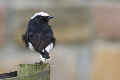 White-crowned wheatear - Witkruintapuit
