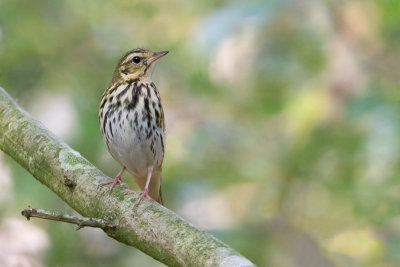 Olive-backed Pipit - Siberische Boompieper