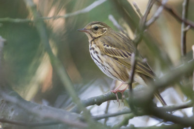 Olive-backed Pipit - Siberische Boompieper