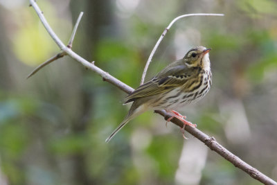 Olive-backed Pipit - Siberische Boompieper