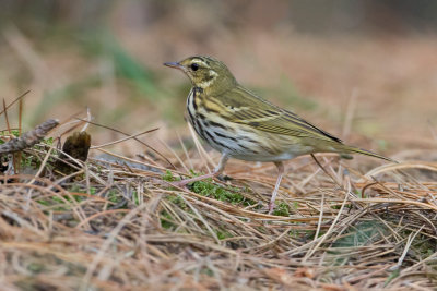 Olive-backed Pipit - Siberische Boompieper