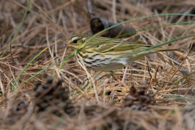 Olive-backed Pipit - Siberische Boompieper