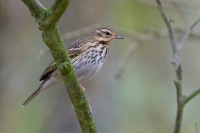 Olive-backed Pipit - Siberische Boompieper