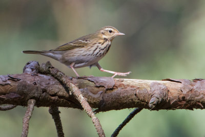 Olive-backed Pipit - Siberische Boompieper
