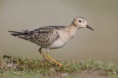 Buff-breasted Sandpiper - Blonde Ruiter