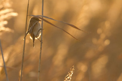 Stejnegers Stonechat - Stejneger Roodborsttapuit