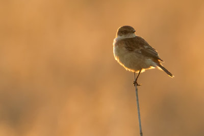 Stejnegers Stonechat - Stejneger Roodborsttapuit