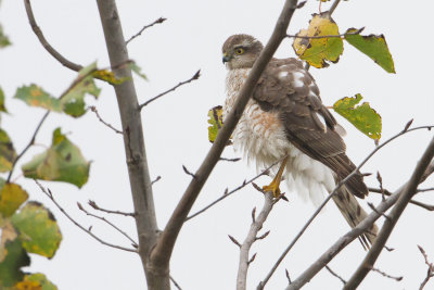 Eurasian Sparrowhawk - Sperwer