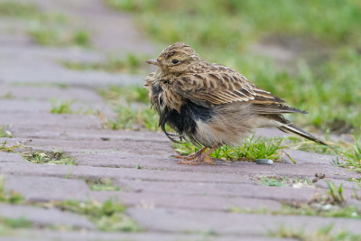 Eurasian Skylark - Veldleeuwerik