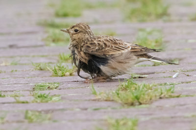 Eurasian Skylark - Veldleeuwerik