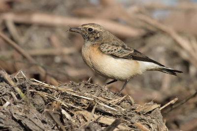 Pied Wheatear - Bonte tapuit